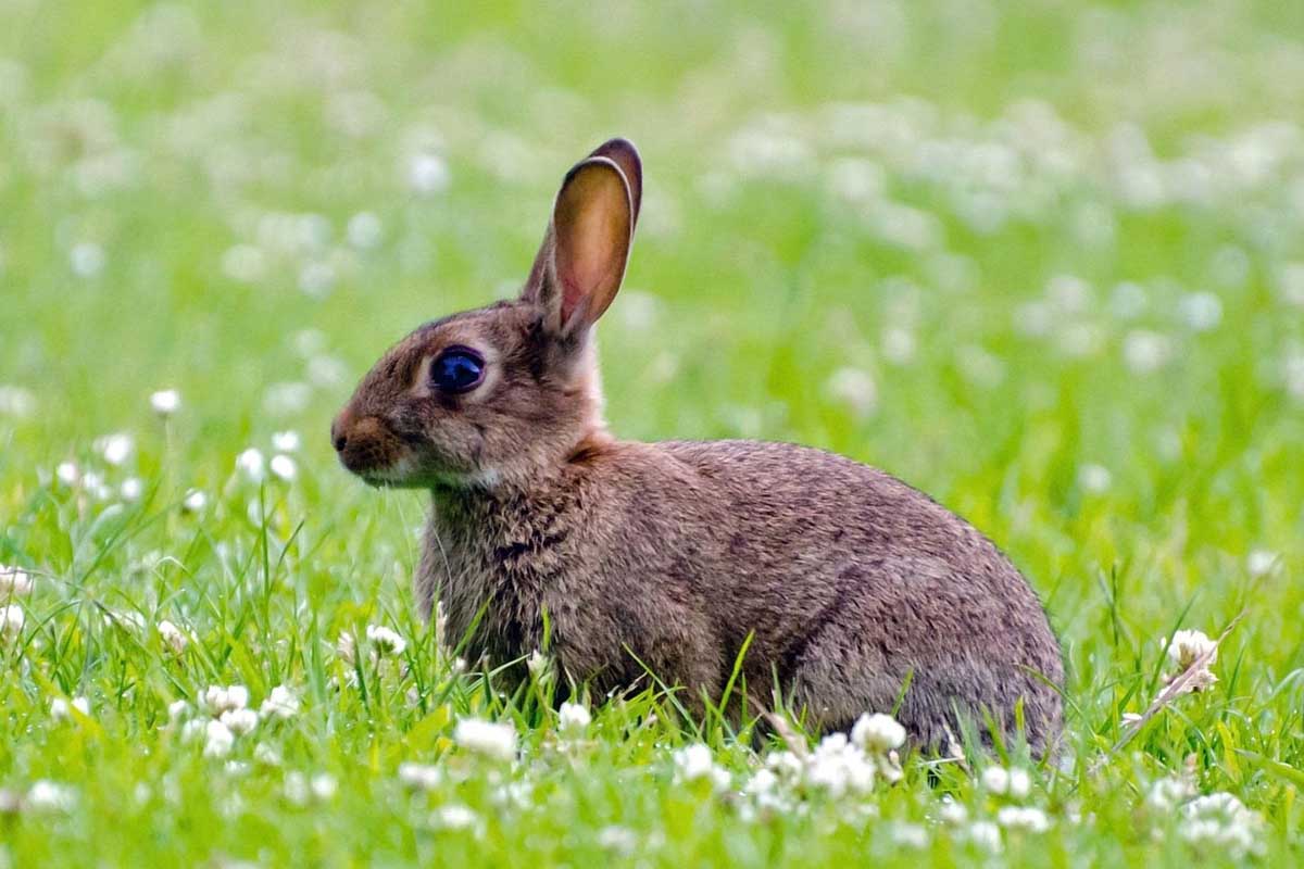 20 Most Iconic Kinds of Spring Animal