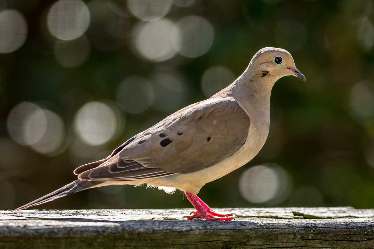 MOURNING DOVE SPIRITUAL MEANING: Omens and Symbolism